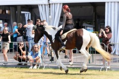 Show-met-paarden-5